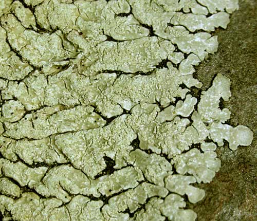 Pyxine cocoes
