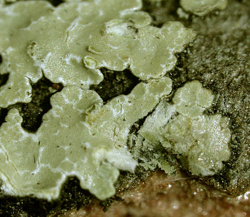 Pyxine eschweileri